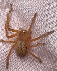 Neosparassus diana