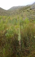 Osteospermum corymbosum