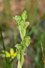 Pterostylis cycnocephala