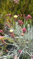 Syncarpha gnaphaloides