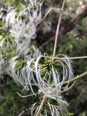 Clematis microphylla