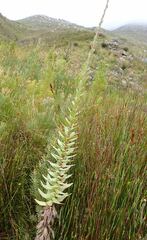 Osteospermum corymbosum