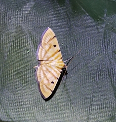 Notarcha tigrina