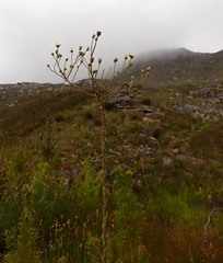 Osteospermum corymbosum