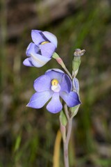 Thelymitra nuda