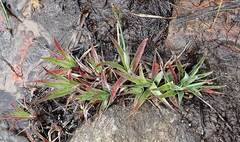 Juncus lomatophyllus
