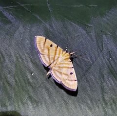 Notarcha tigrina