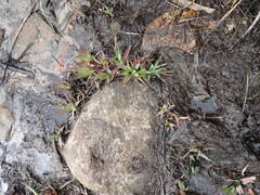 Juncus lomatophyllus