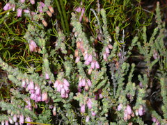 Erica garciae