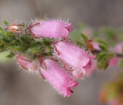 Erica garciae