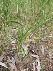 Lomandra