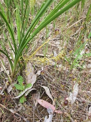 Lomandra