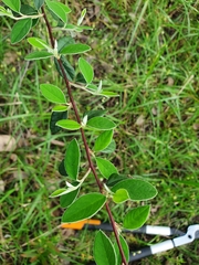 Cotoneaster franchetii