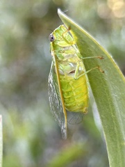 Chlorocysta vitripennis