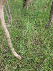 Cotoneaster franchetii