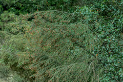 Passerina falcifolia