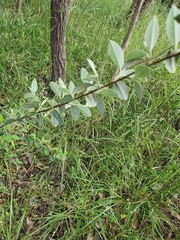 Cotoneaster franchetii