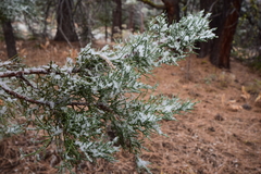 Juniperus grandis