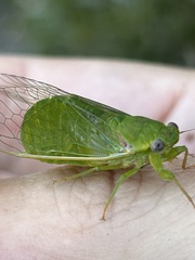 Chlorocysta vitripennis
