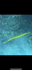 Aulostomus chinensis