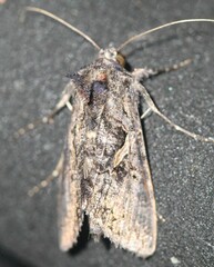 Ctenoplusia