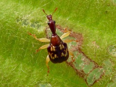 Korotyaevirhinus necopinus