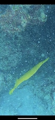 Aulostomus chinensis