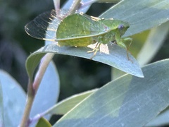 Chlorocysta vitripennis