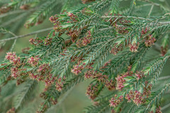 Passerina falcifolia