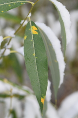 Salix lasiandra