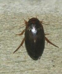 Copelatus chevrolati