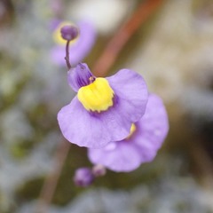 Utricularia bisquamata