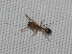 Tetramorium bicarinatum