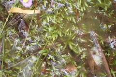 Utricularia bisquamata
