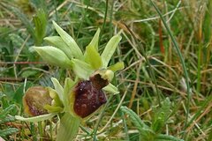 Ophrys sphegodes sphegodes