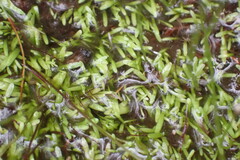 Utricularia bisquamata