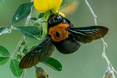 Xylocopa flavorufa