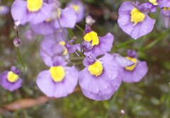 Utricularia bisquamata