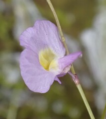 Utricularia bisquamata