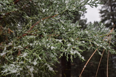 Juniperus grandis