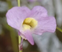 Utricularia bisquamata