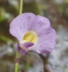 Utricularia bisquamata