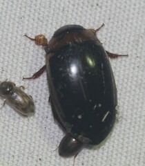 Hydaticus bimarginatus