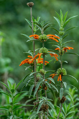 Leonotis leonurus
