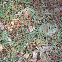 Lathyrus graminifolius