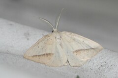 Lychnosea intermicata