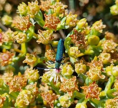 Hypocrites scabriusculus