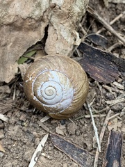 Sauroconcha corneovirens