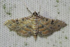 Ommatospila narcaeusalis