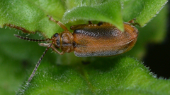 Neogalerucella